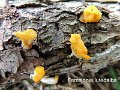 Ditiola peziziformis-amf1998